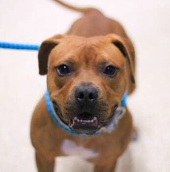 Staffordshire Bull Terrier Dogs Available for Adoption - Rusty | PetCurious