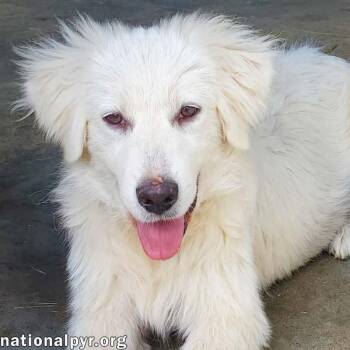 Rescue Great Pyrenees Dogs for Adoption in Beacon, New York - Opal In KY - A Precious Soul! | PetCurious
