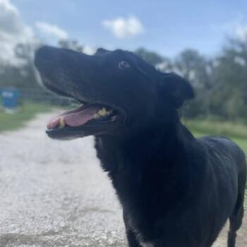 Pilot PC -  German Shepherd Dog Dog for Adoption in Goliad, Texas - Pilot PC | PetCurious
