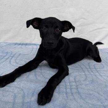 Panchiko -  Labrador Retriever and Shepherd Dog for Adoption in Carencro, Louisiana - Panchiko | PetCurious