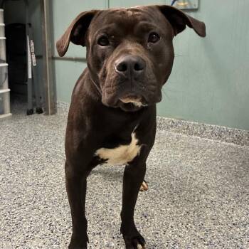 American Staffordshire Terrier Dogs Available for Adoption in Greenville, South Carolina - Cookie Monster | PetCurious