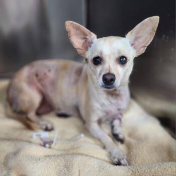 Chihuahua Dogs Available for Adoption in Austin, Texas - Cake Pop | PetCurious