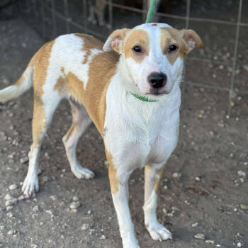 Rescue Terrier Dogs for Adoption in Anahuac, Texas - Star - 1000 | PetCurious