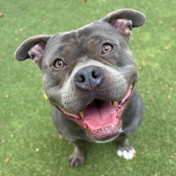 Sonti -  American Staffordshire Terrier Dog for Adoption in Providence, Rhode Island - Sonti | PetCurious