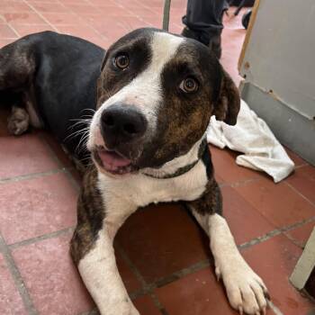 Riley -  Pit Bull Terrier and Mixed Breed Dog for Adoption in West Point, Mississippi - Riley | PetCurious