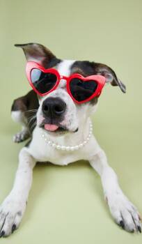 Josie -  Pit Bull Terrier Dog for Adoption in Austin, Texas - Josie | PetCurious