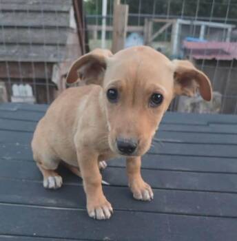 Sequoia -  Labrador Retriever and Australian Shepherd Dog Available for Adoption in Holiday Hills, Illinois - Sequoia | PetCurious