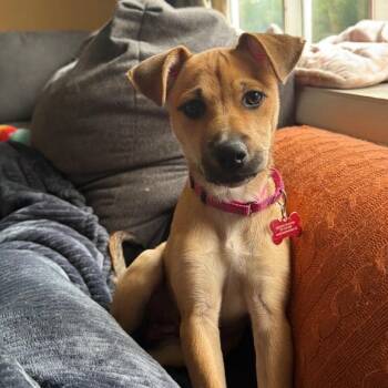 Ginny the love bug -  German Shepherd Dog Dog for Adoption in Houston, Texas - Ginny The Love Bug | PetCurious