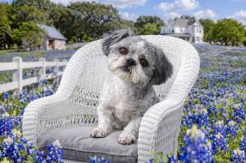 Kona Turner -  Shih Tzu Dog for Adoption in Houston, Texas - Kona Turner | PetCurious