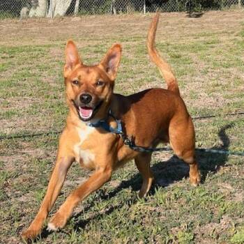 Terrier and Mixed Breed Dogs Available for Adoption in Lake Panasoffkee, Florida - Lokie | PetCurious