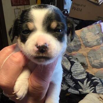 #1 -  Chihuahua Dog Available for Adoption in Goltry, Oklahoma - #1 | PetCurious