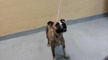 SASSY -  Pit Bull Terrier and Boxer Dog for Adoption in Tulsa, Oklahoma - SASSY | PetCurious