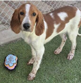 Caley -  Irish Setter Dog for Adoption in Denton, Texas - Caley | PetCurious