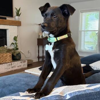 Zion -  Labrador Retriever Dog for Adoption in La Grange, Kentucky - Zion | PetCurious