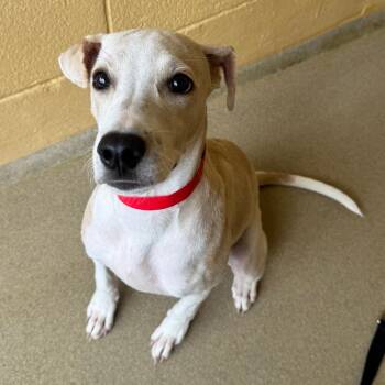 Delaware -  Mixed Breed Dog for Adoption in West Palm Beach, Florida - Delaware | PetCurious