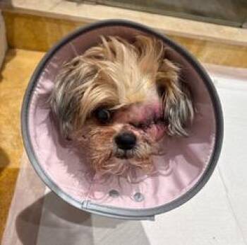 Sophie -  Shih Tzu Dog for Adoption in Wekiwa Springs, Florida - Sophie | PetCurious