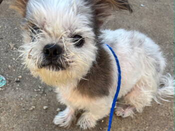 Rescue Shih Tzu Dogs for Adoption in Riverton, Utah - Emerson | PetCurious