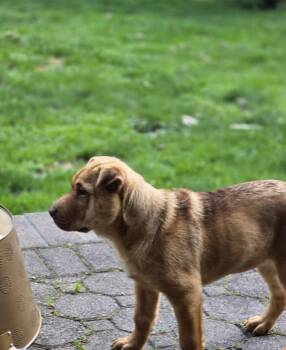Rusty -  Shar Pei Dog Available for Adoption in Semmes, Alabama - Rusty | PetCurious