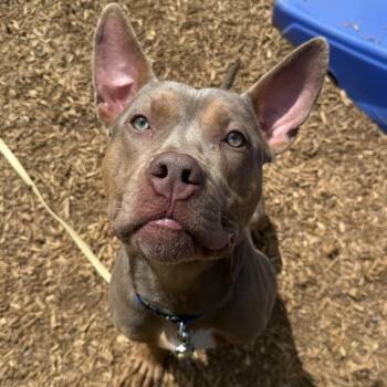 Doberman Pinscher and Mixed Breed Dogs Available for Adoption in Roanoke, Virginia - Turtle | PetCurious