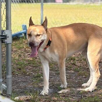 Amos -  Mixed Breed Dog for Adoption in Sarasota, Florida - Amos | PetCurious