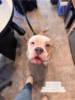 American Bulldog Dogs Available for Adoption - Mr Wilson | PetCurious