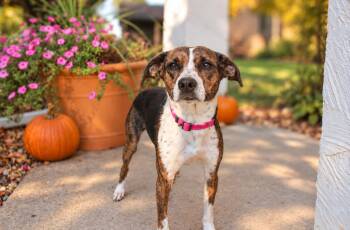 Lucee -  Beagle and Terrier Dog for Adoption in Skyline, Minnesota - Lucee | PetCurious