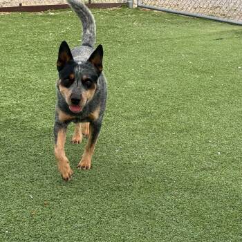 Australian Cattle Dog Blue Heeler Dogs Available for Adoption in Truth Or Consequences, New Mexico - Bandit | PetCurious