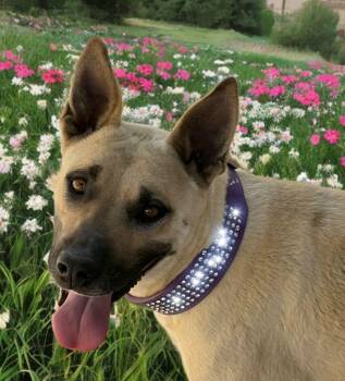 Dotty -  Shar Pei and Shepherd Dog for Adoption in Kingman, Arizona - Dotty | PetCurious