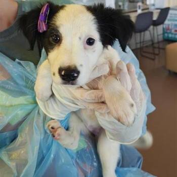 Oreo -  Mixed Breed Dog for Adoption in Bentonville, Arkansas - Oreo | PetCurious