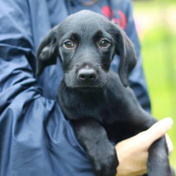 Labrador Retriever and Mixed Breed Dogs Available for Adoption in Stormville, New York - CT Green Leaf Avail May 30 (Ellington, CT) | PetCurious
