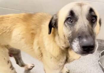 CALEB -  Anatolian Shepherd and Mixed Breed Dog for Adoption in Houston, Texas - CALEB | PetCurious