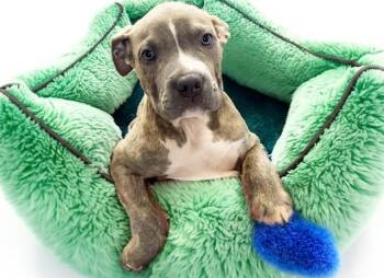 SEAN -  American Bulldog and Mixed Breed Dog for Adoption in Fort Lauderdale, Florida - SEAN | PetCurious