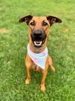 Rhodesian Ridgeback and German Shepherd Dog Dogs Available for Adoption in Friendswood, Texas - Brooklynn Cherry Your Sunshine Sidekick | PetCurious