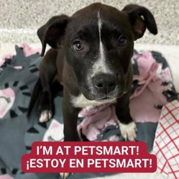 Rescue Mixed Breed Dogs for Adoption in Carrollton, Texas - Jane | PetCurious