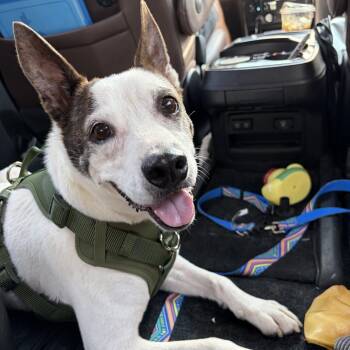 Brayden -  Dutch Shepherd and Mixed Breed Dog for Adoption in Tomball, Texas - Brayden | PetCurious
