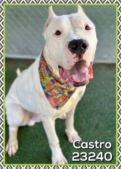 CASTRO -  Dogo Argentino Dog for Adoption in Marietta, Georgia - CASTRO | PetCurious
