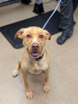 Peep -  Labrador Retriever Dog for Adoption in Chambersburg, Pennsylvania - Peep | PetCurious