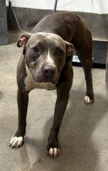 FOSTER URGENTLY NEEDED -  Pit Bull Terrier and American Bully Dog for Adoption in Hedgesville, West Virginia - FOSTER URGENTLY NEEDED | PetCurious