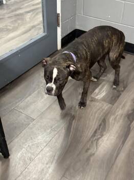 Pit Bull Terrier Dogs Available for Adoption - Rumika | PetCurious