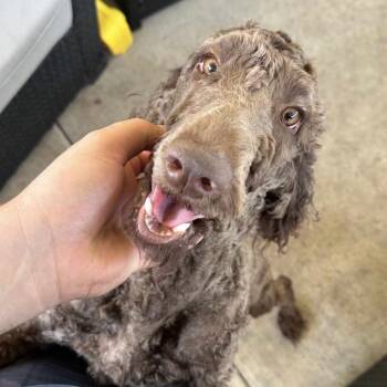 Chocolate Labrador Retriever and Poodle Dogs Available for Adoption in Tampa, Florida - Bella | PetCurious