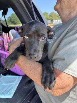 Max -  Catahoula Leopard Dog Dog for Adoption in Manchester, Connecticut - Max | PetCurious