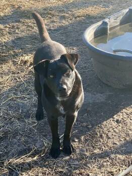 Rescue Black Labrador Retriever Dogs for Adoption in Johnson City, Texas - Gunner | PetCurious