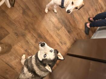 Rescue Husky Dogs for Adoption in Carthage, North Carolina - Courtesy Listing- Winter | PetCurious