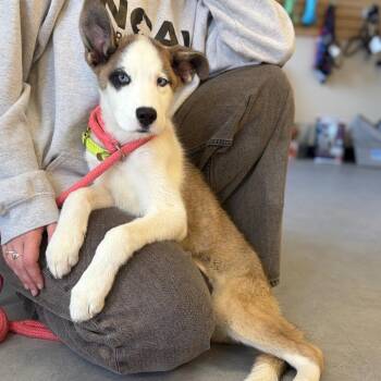 Mixed Breed Dogs Available for Adoption in Morristown, Vermont - Atlanta | PetCurious
