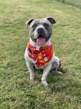 Pit Bull Terrier Dogs Available for Adoption in Charlotte, North Carolina - SWEET PEA | PetCurious