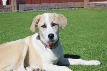 Anatolian Shepherd and Mixed Breed Dogs Available for Adoption in Chestertown, Maryland - Cosmos | PetCurious