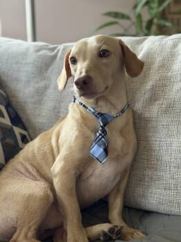 Butters -  Dachshund Dog for Adoption in Maryville, Tennessee - Butters | PetCurious