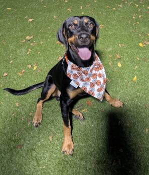 Knight -  Rottweiler and Coonhound Dog for Adoption in Cedar Rapids, Iowa - Knight | PetCurious