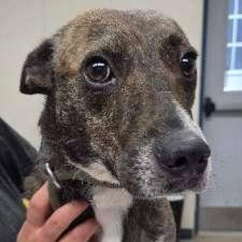 Whippet Dogs Available for Adoption in Aurora, Illinois - Pipsqueak | PetCurious