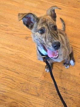 German Shepherd Dog and Mixed Breed Dogs Available for Adoption in Lawrenceville, Georgia - Mallory | PetCurious